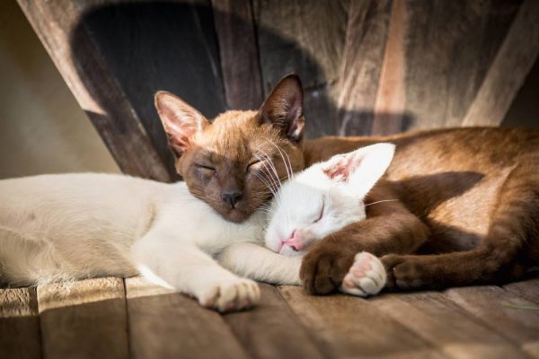 кот или кошка