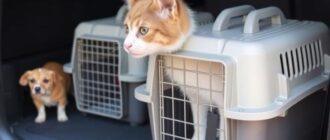 Как выбрать переноску для животного: удобство и безопасность в каждой детали